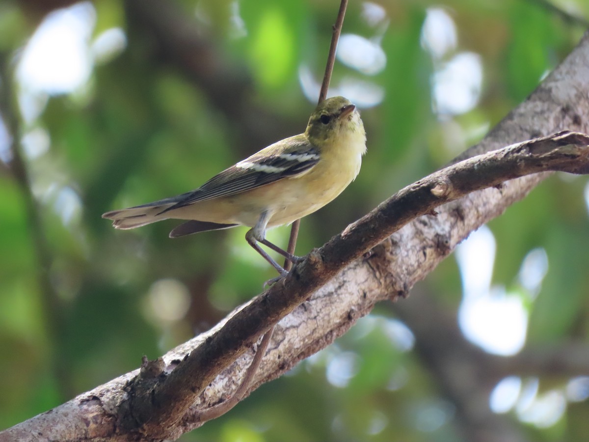 Bay-breasted Warbler - ML184042941