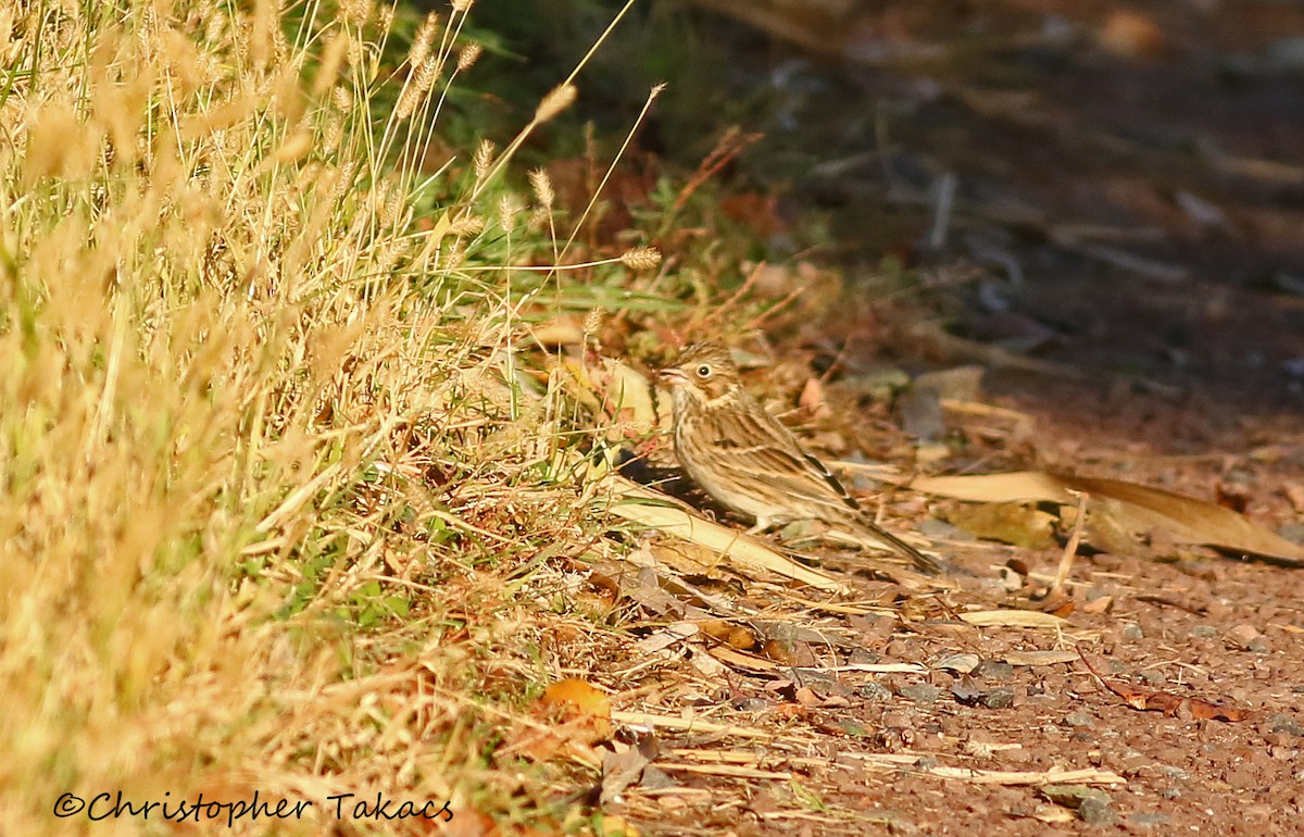 Vesper Sparrow - ML184043821