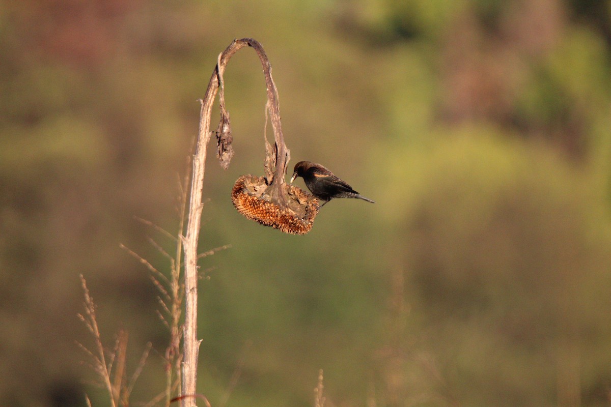 Red-winged Blackbird - Cliff VanNostrand