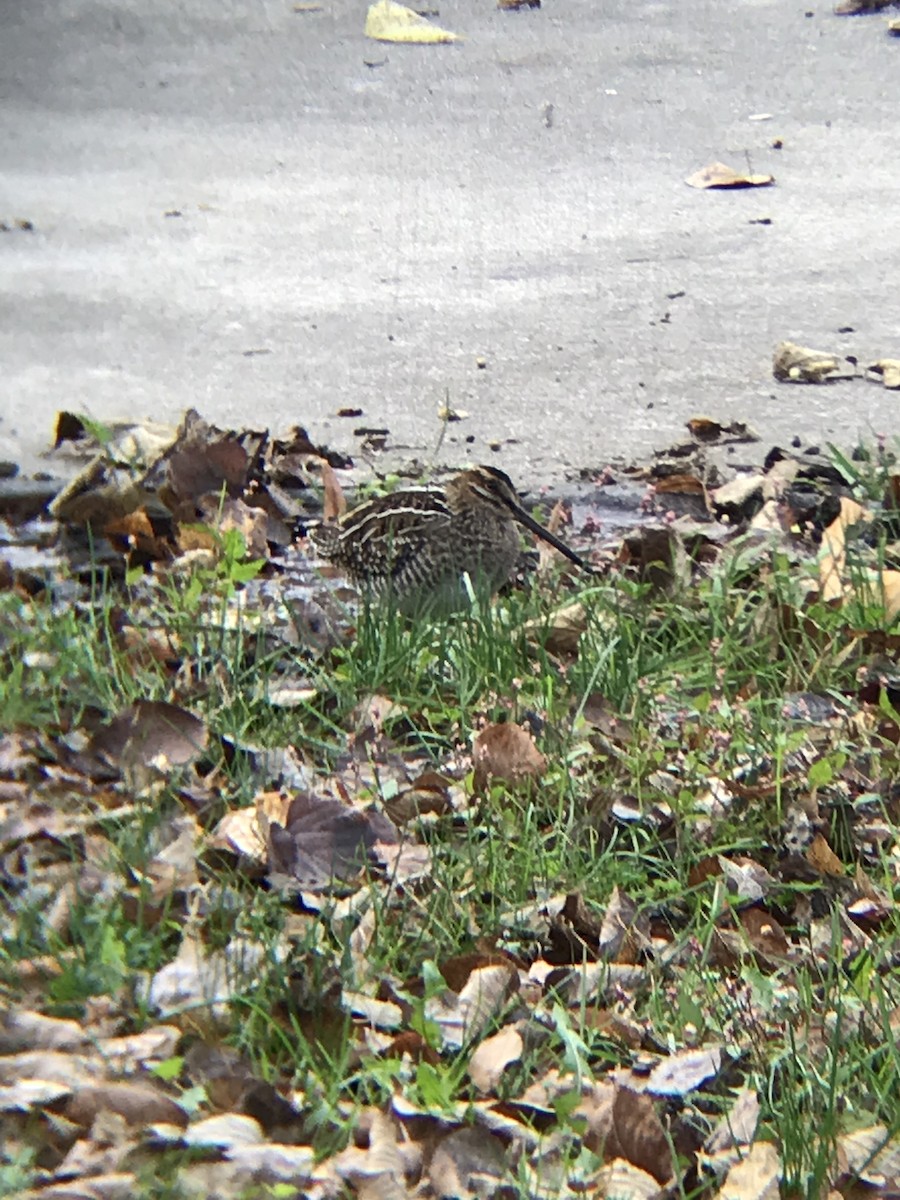 Agachadiza de Wilson - ML184044691