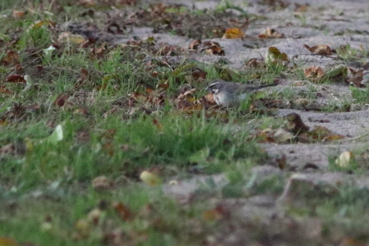 Black-throated Sparrow - ML184046901