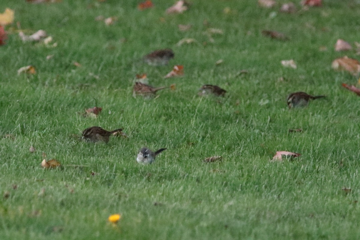 Black-throated Sparrow - ML184046931