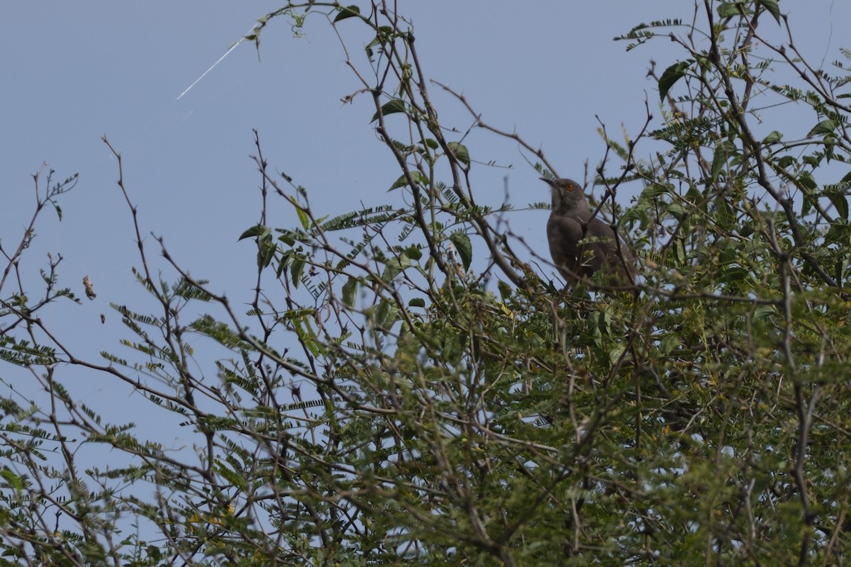 Curve-billed Thrasher - ML184047241