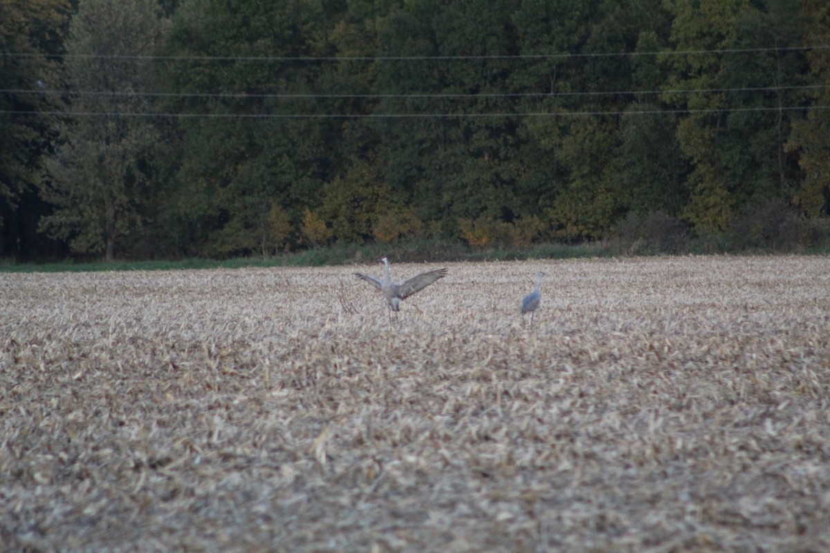 Sandhill Crane - ML184047841