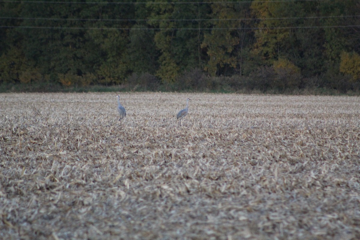 Sandhill Crane - ML184047851