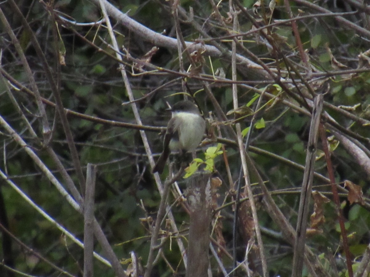 Eastern Phoebe - ML184048901