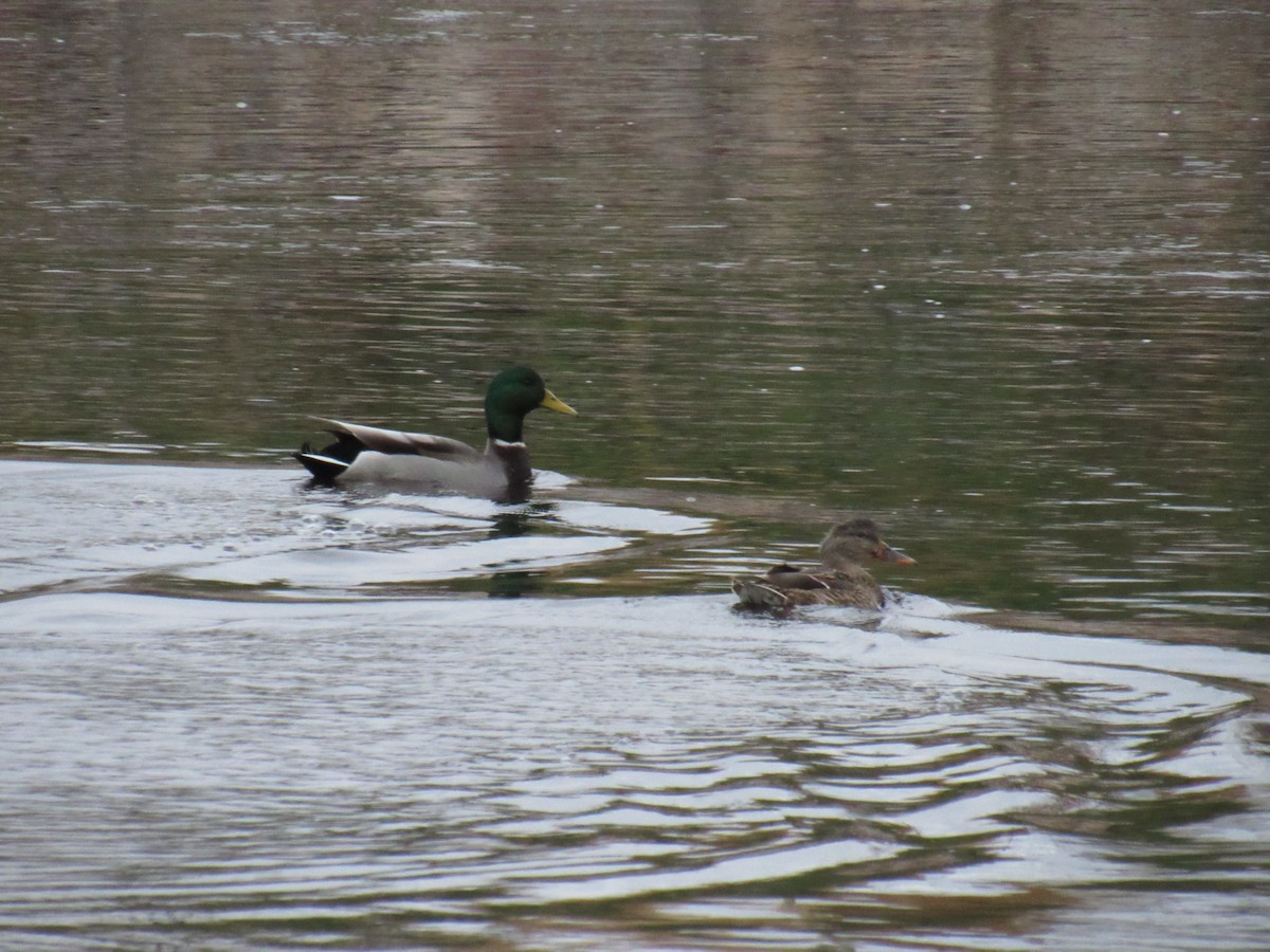 Canard colvert - ML184049061