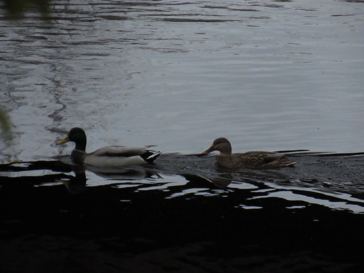 Canard colvert - ML184049071