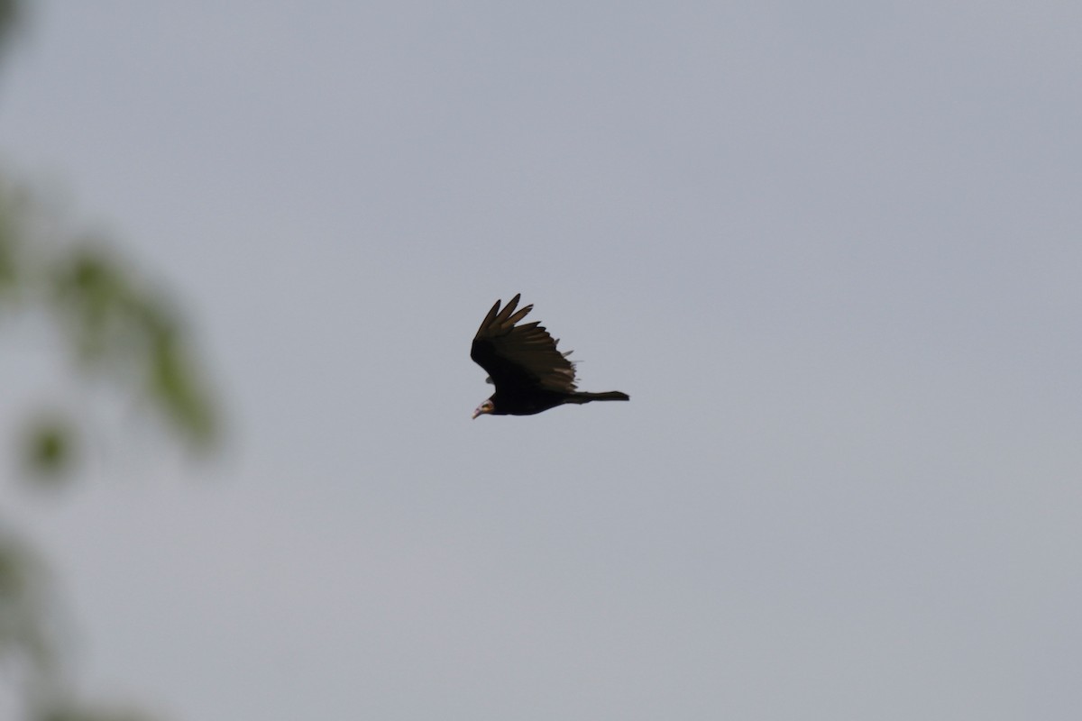 Lesser Yellow-headed Vulture - ML184053661