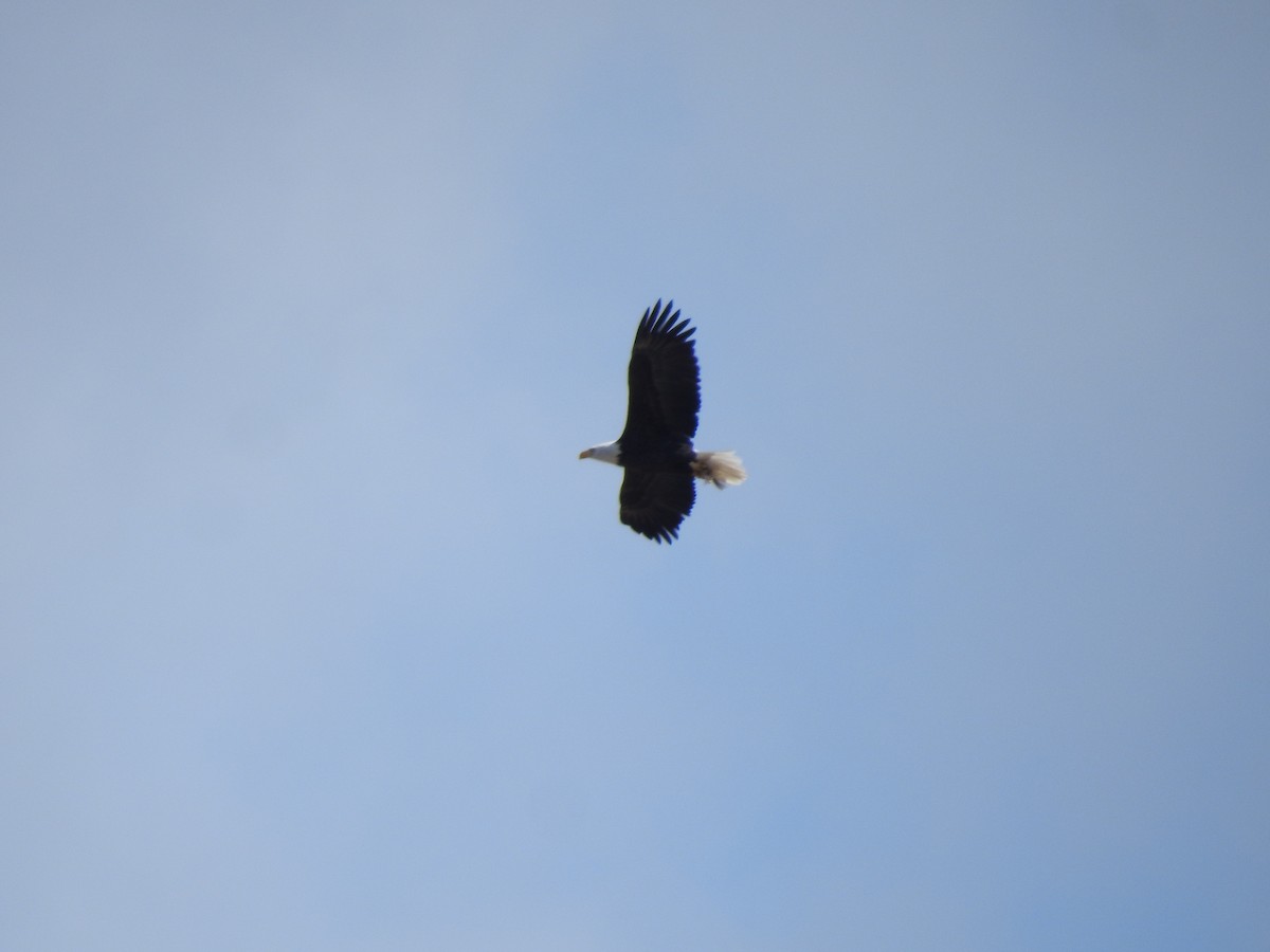 Bald Eagle - ML184056701