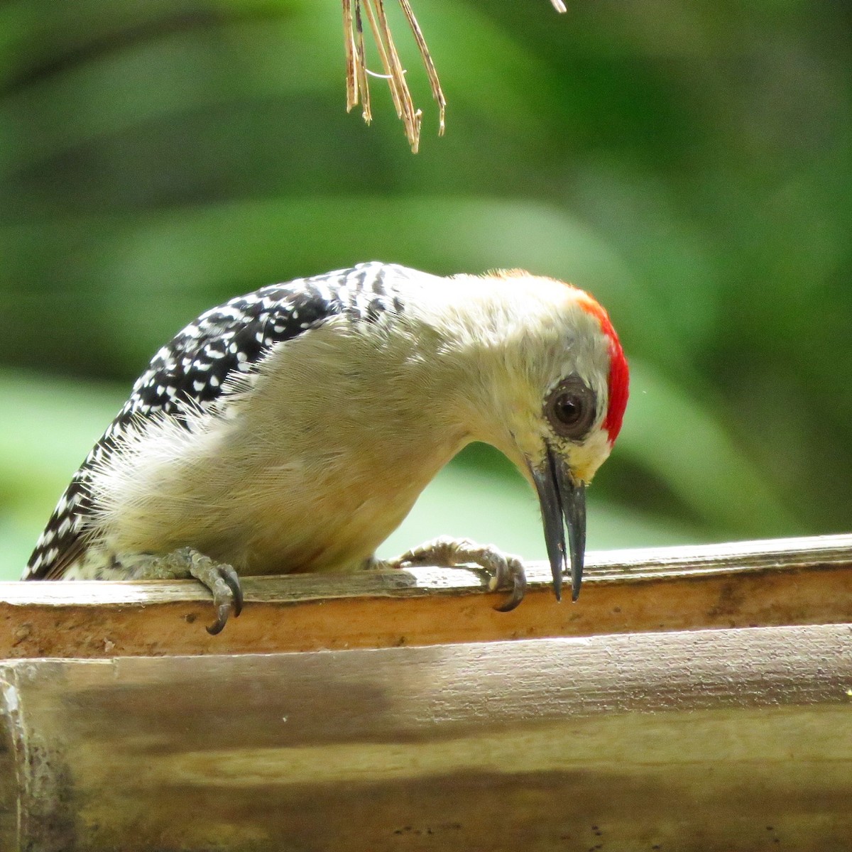 Red-crowned Woodpecker - Julian Mondragon
