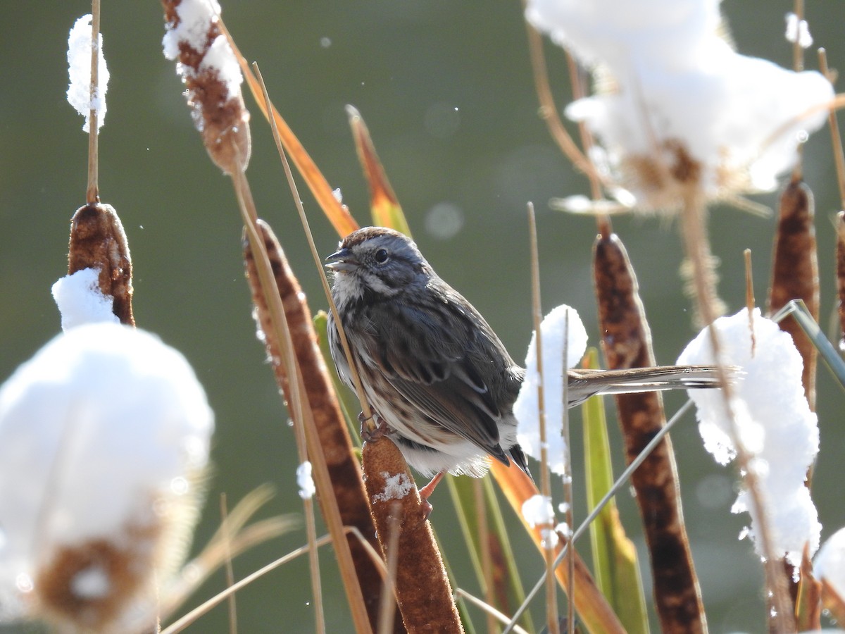 Song Sparrow - ML184060781
