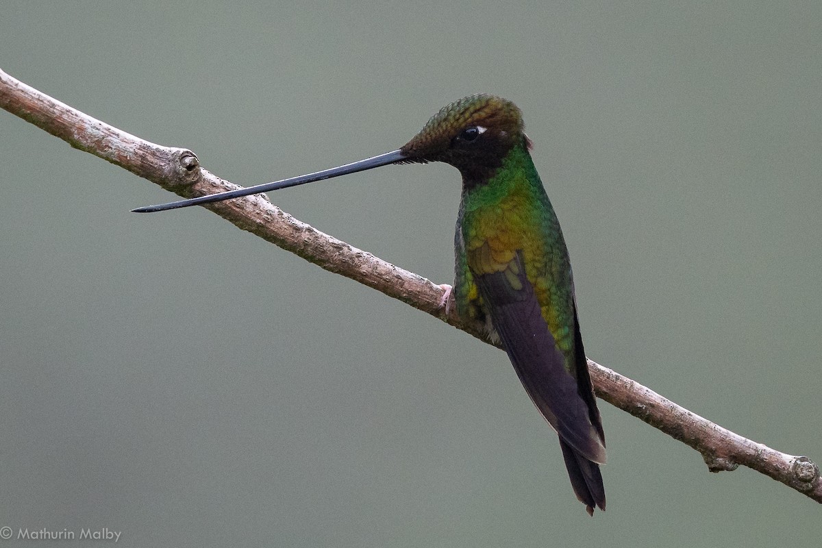 Sword-billed Hummingbird - Mathurin Malby