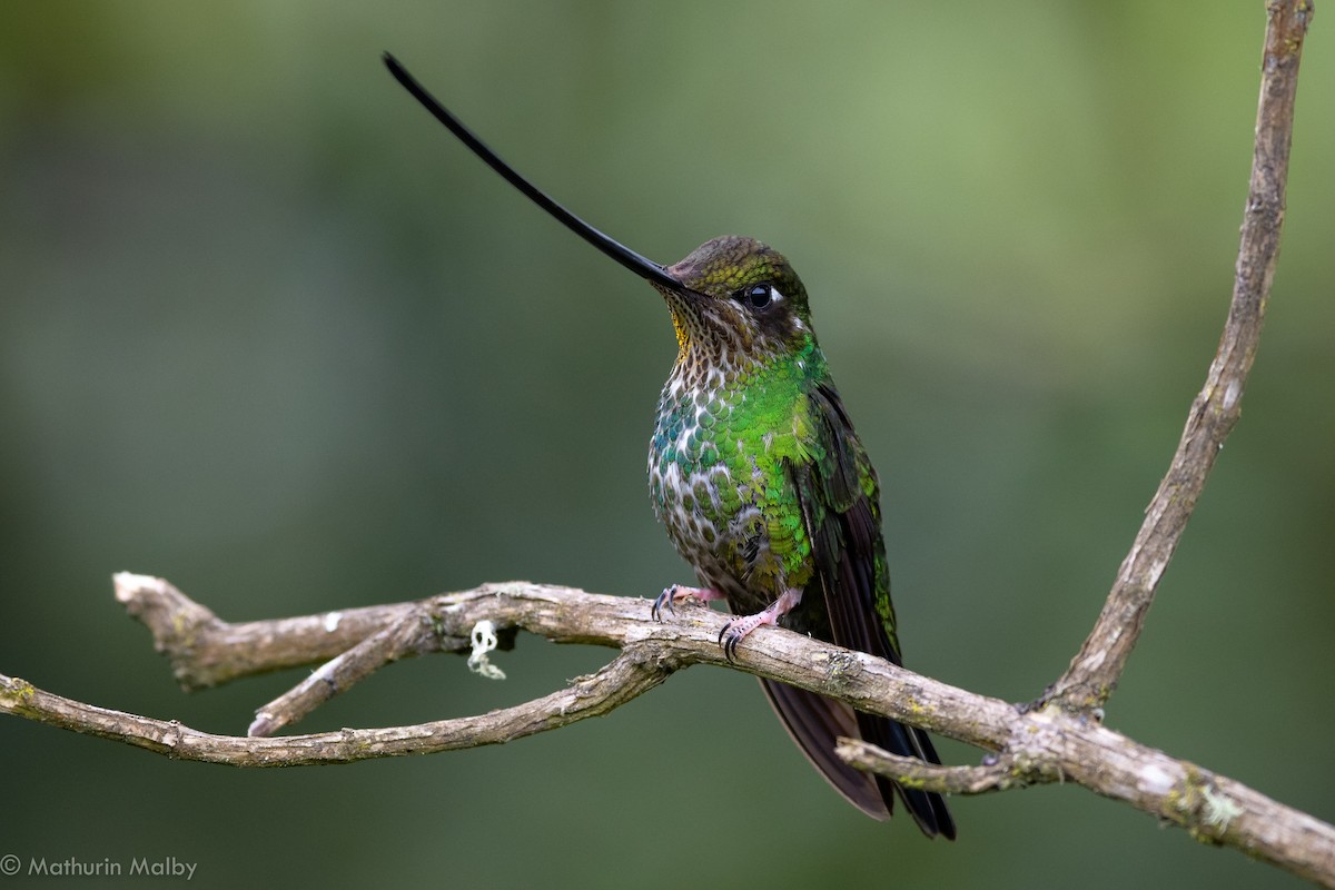 Sword-billed Hummingbird - Mathurin Malby