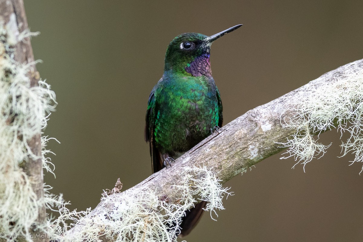 Héliange tourmaline - ML184061331