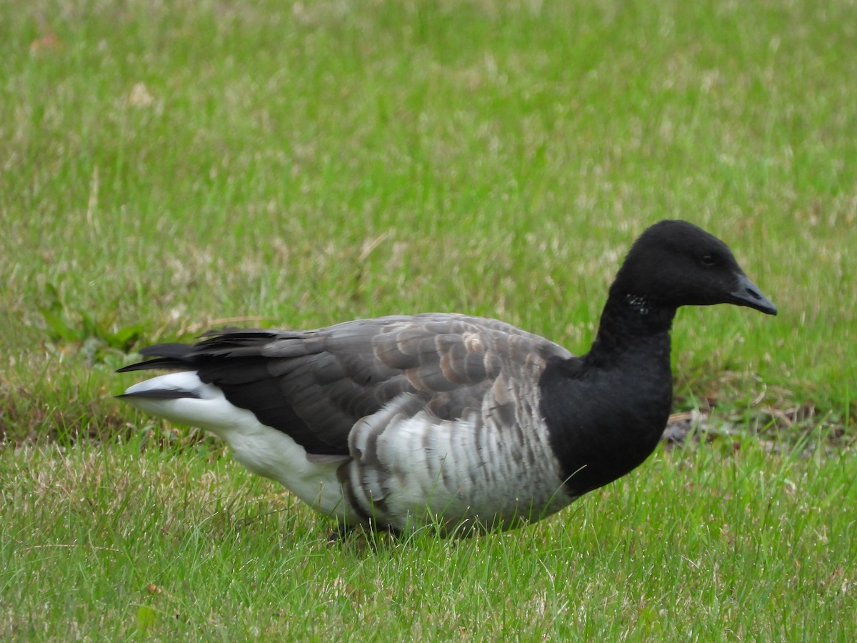 Brant - Marcie  Jacklin