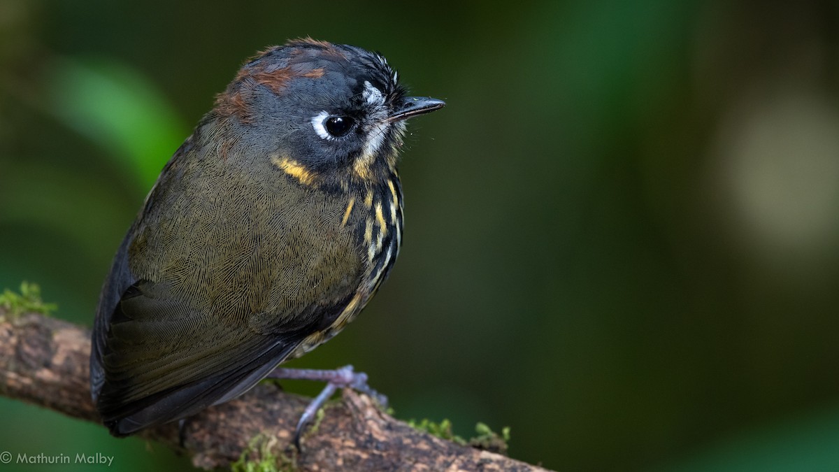 Crescent-faced Antpitta - Mathurin Malby