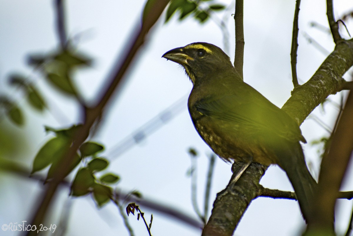 saltator sp. - Esteban Delgado García