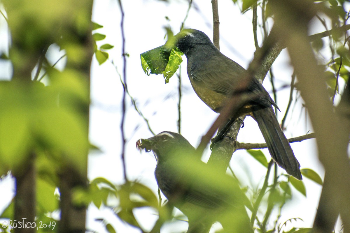 saltator sp. - Esteban Delgado García