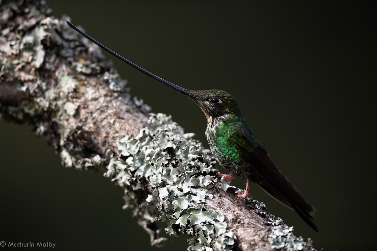 Sword-billed Hummingbird - Mathurin Malby