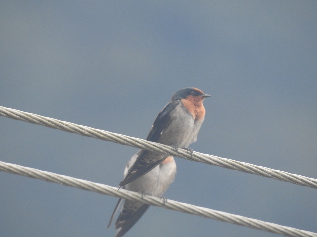 Hill Swallow - Krishnaraj  T P