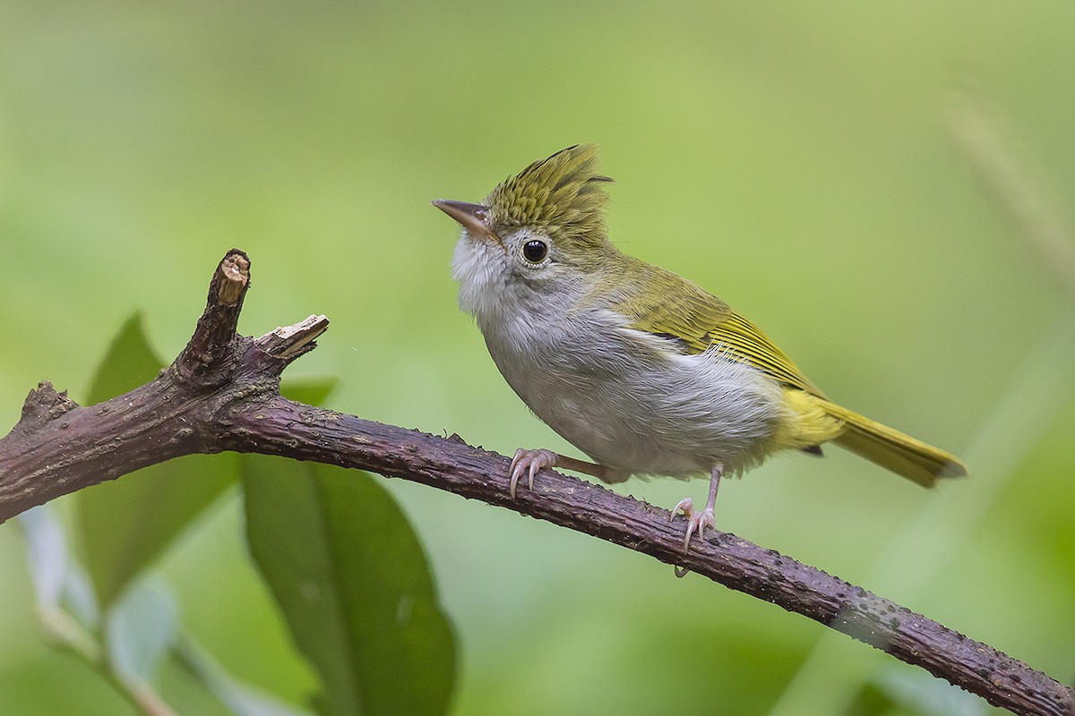 White-bellied Erpornis - ML184065051