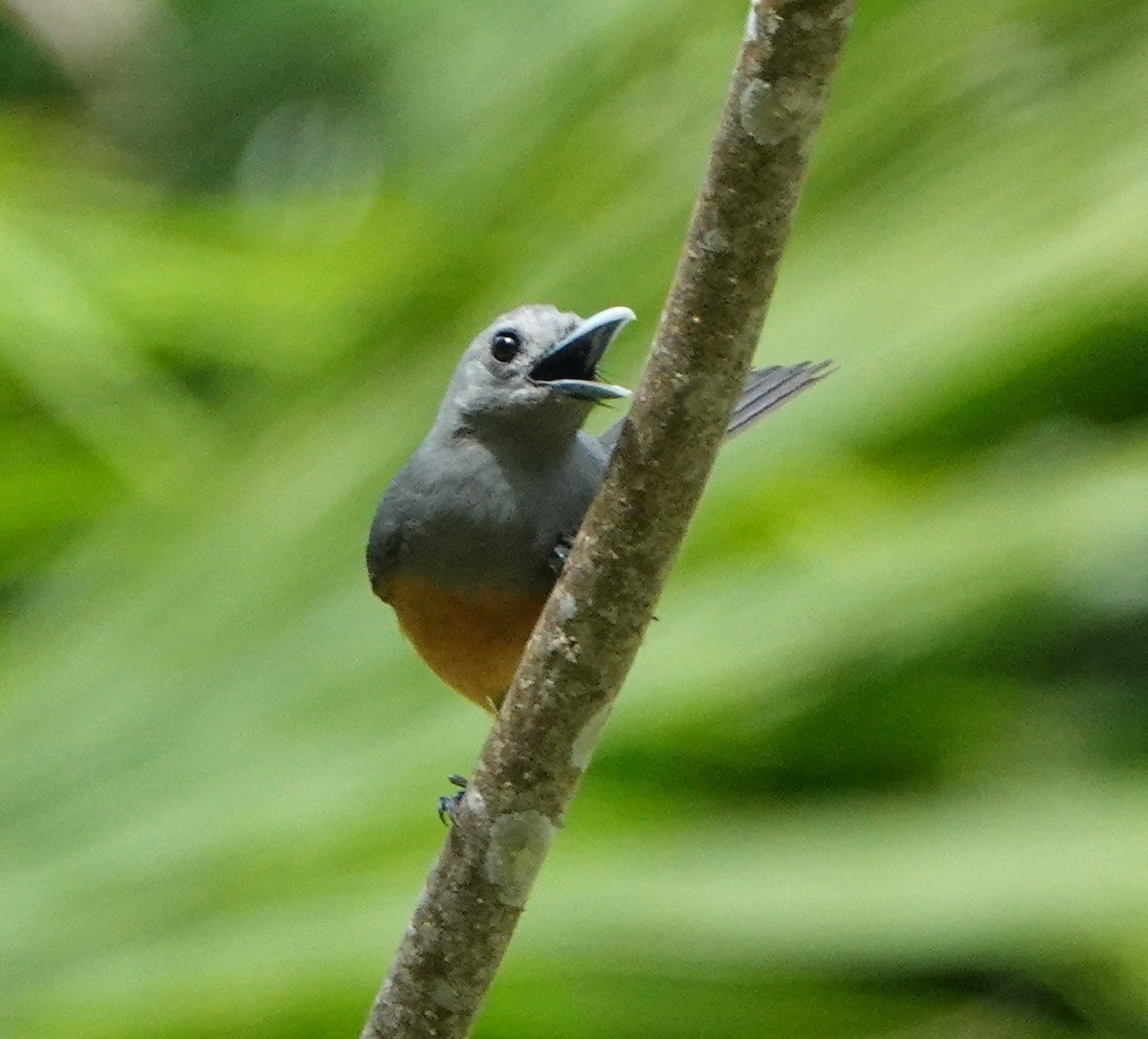 Island Monarch - Sue Hacking