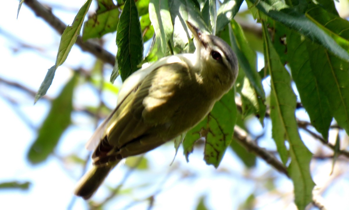 Red-eyed Vireo - ML184068151