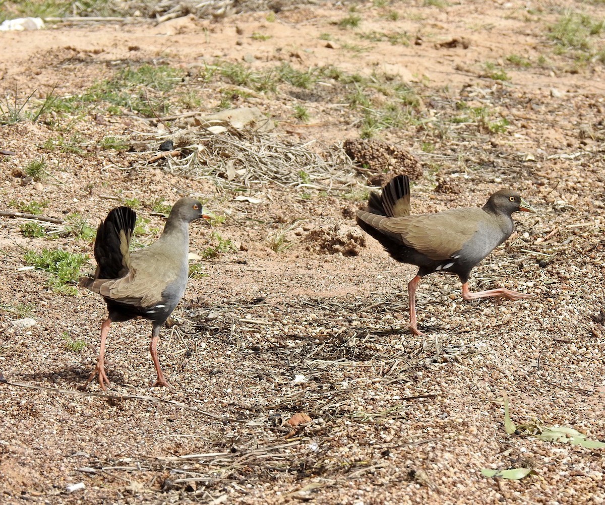 Black-tailed Nativehen - Lissa Ryan