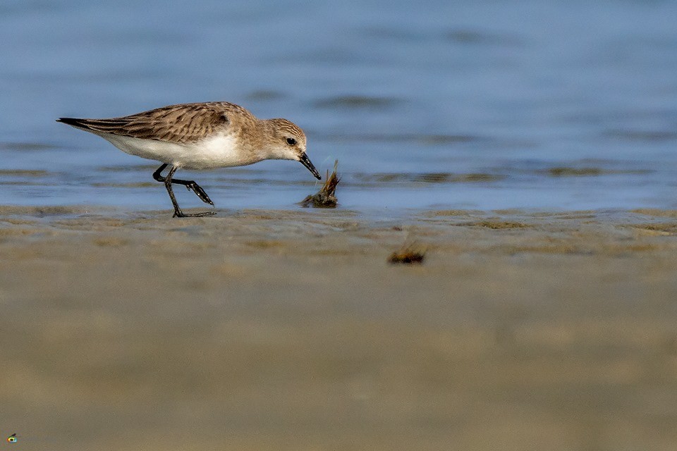 Little Stint - Prasenjit Bhattacharjee