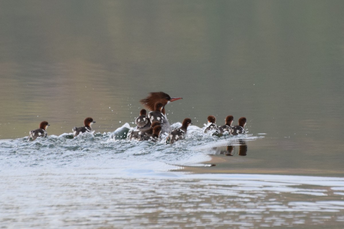 Common Merganser - ML184070321