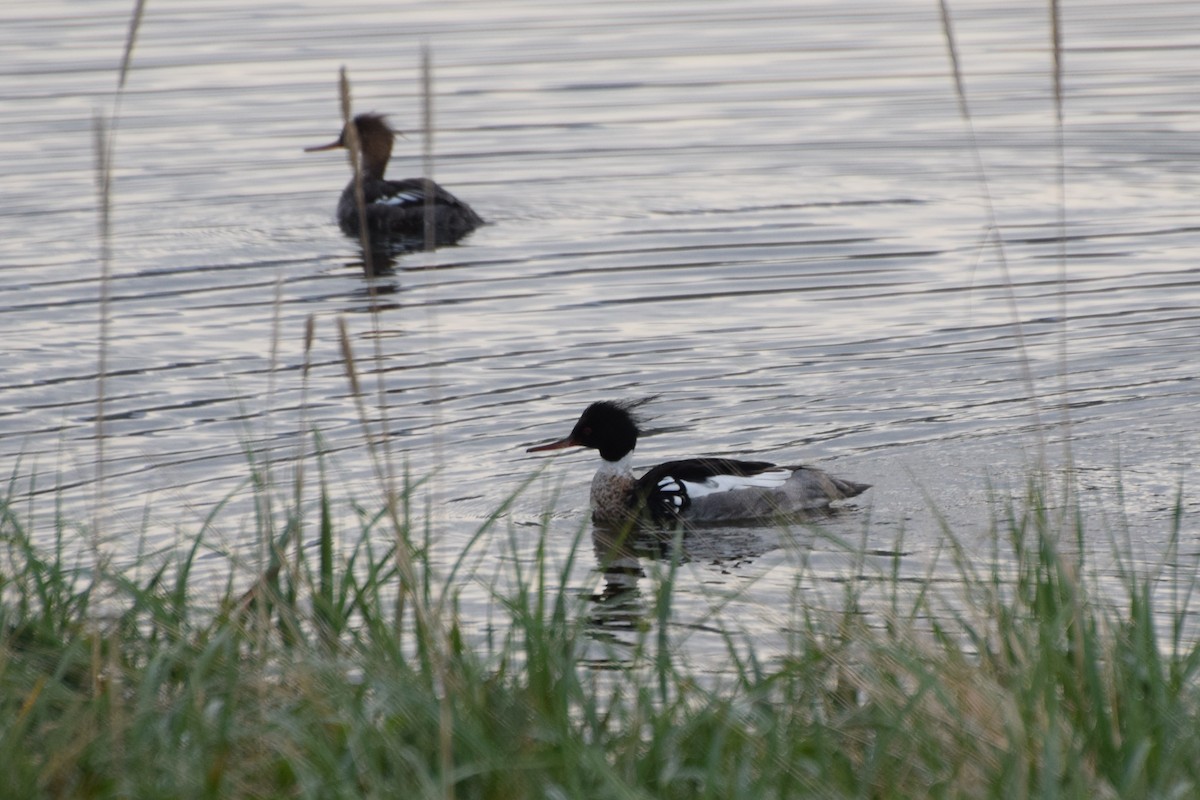 Red-breasted Merganser - ML184070381