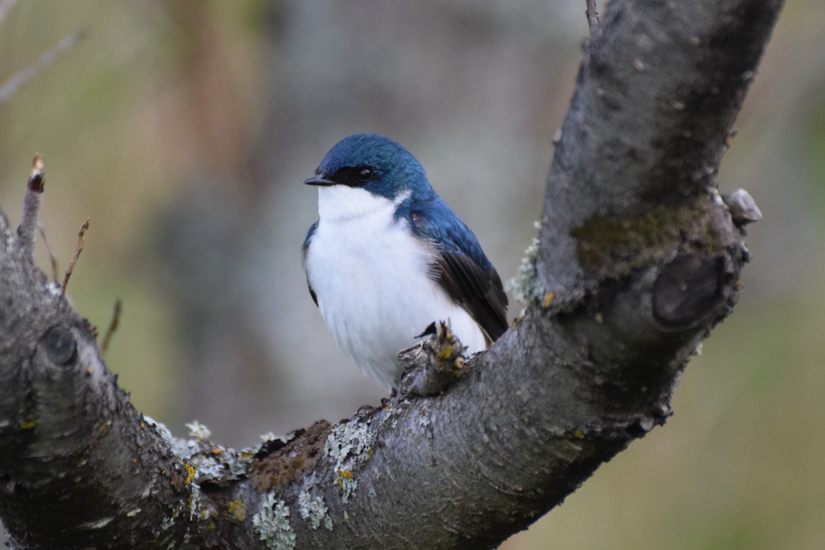 Hirondelle bicolore - ML184070541