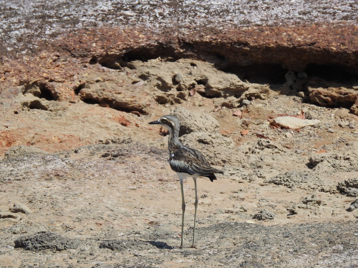 Bush Thick-knee - ML184071731