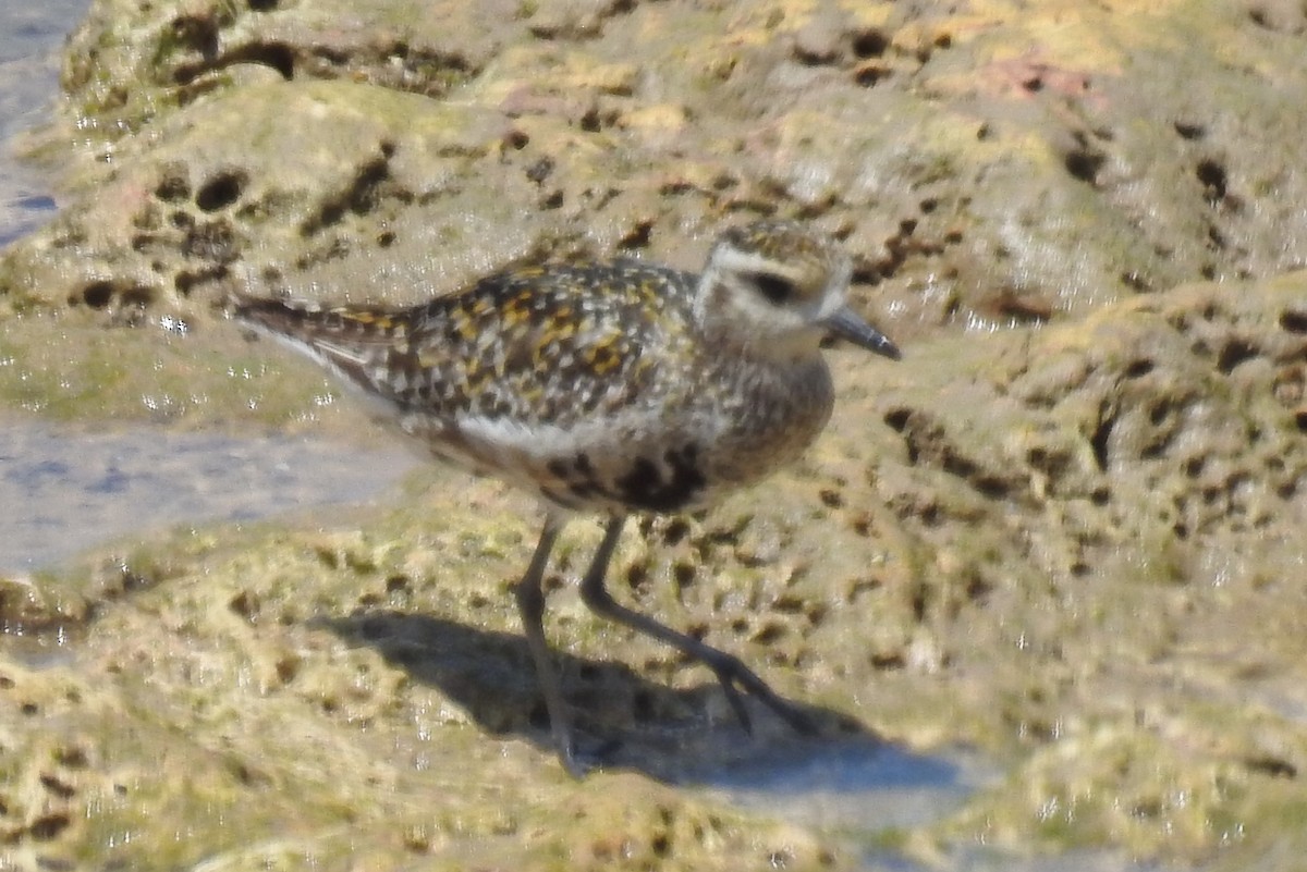 Pacific Golden-Plover - ML184071891