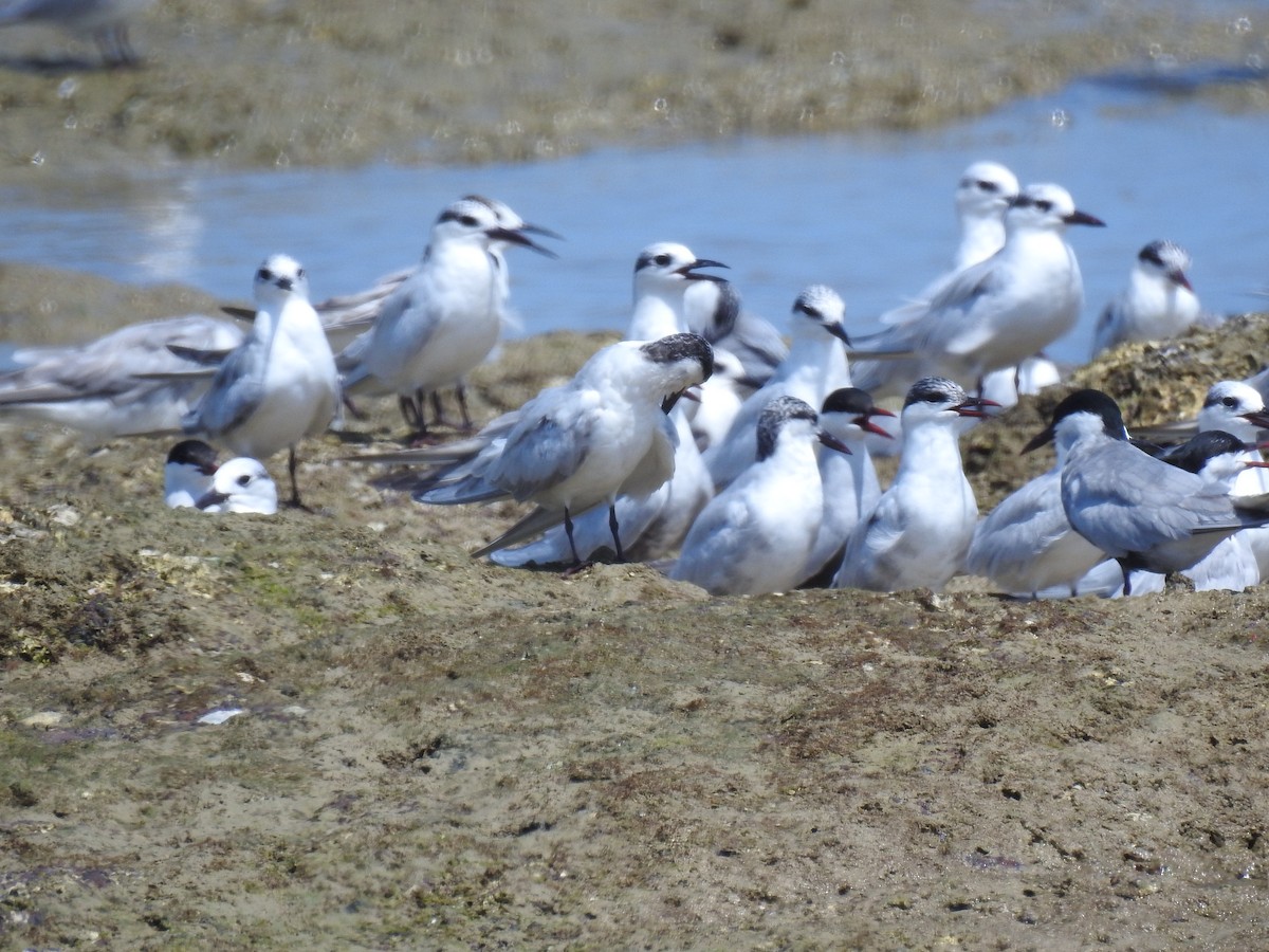 Whiskered Tern - Jim Holland