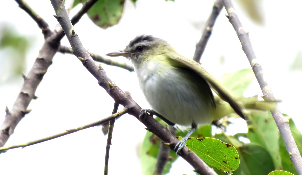 Rotaugenvireo - ML184072151