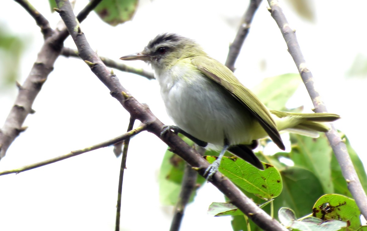 Red-eyed Vireo - ML184072161