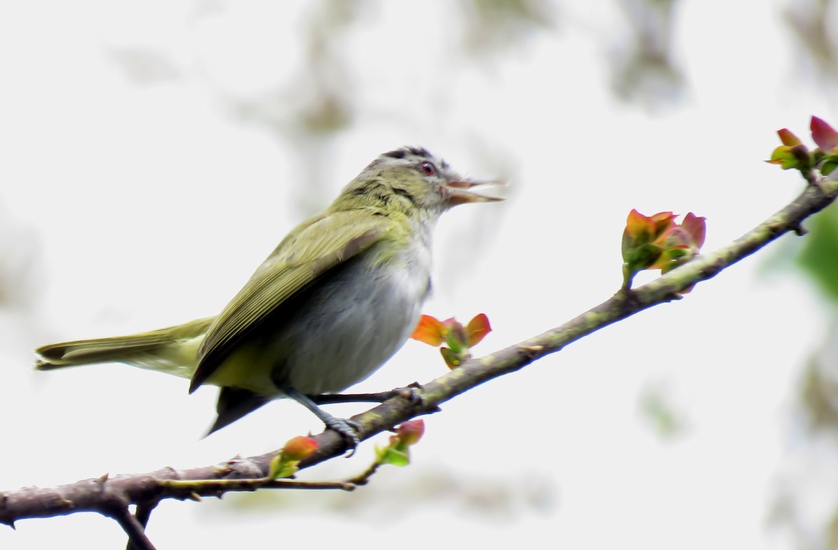 Red-eyed Vireo - ML184072171