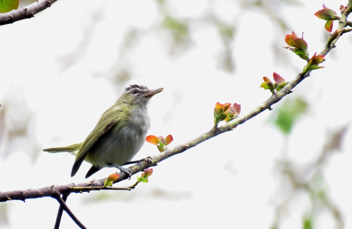 Red-eyed Vireo - ML184072181