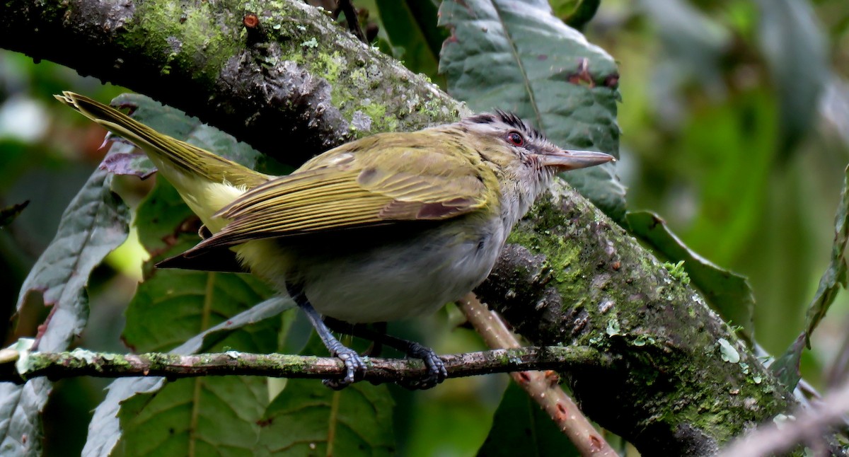 Red-eyed Vireo - ML184072191