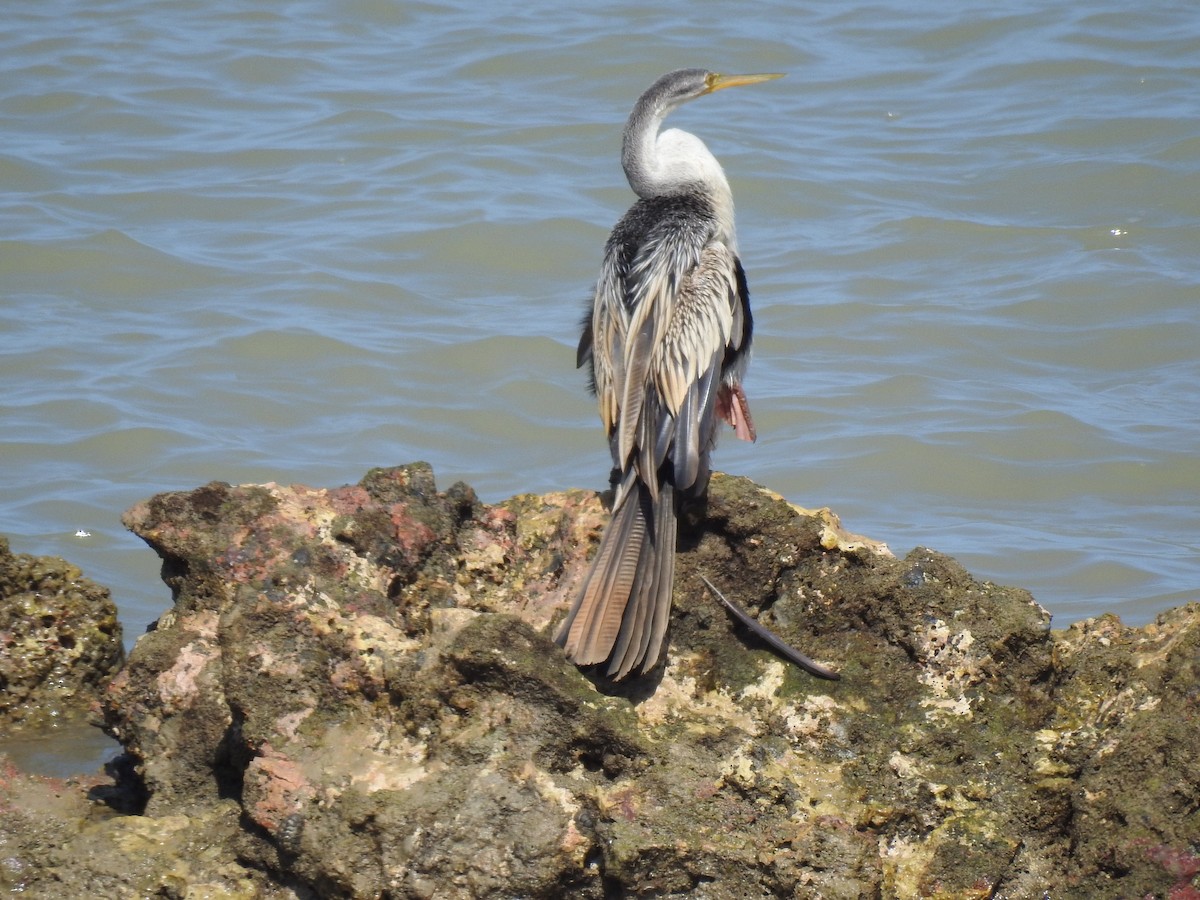 Australasian Darter - Jim Holland