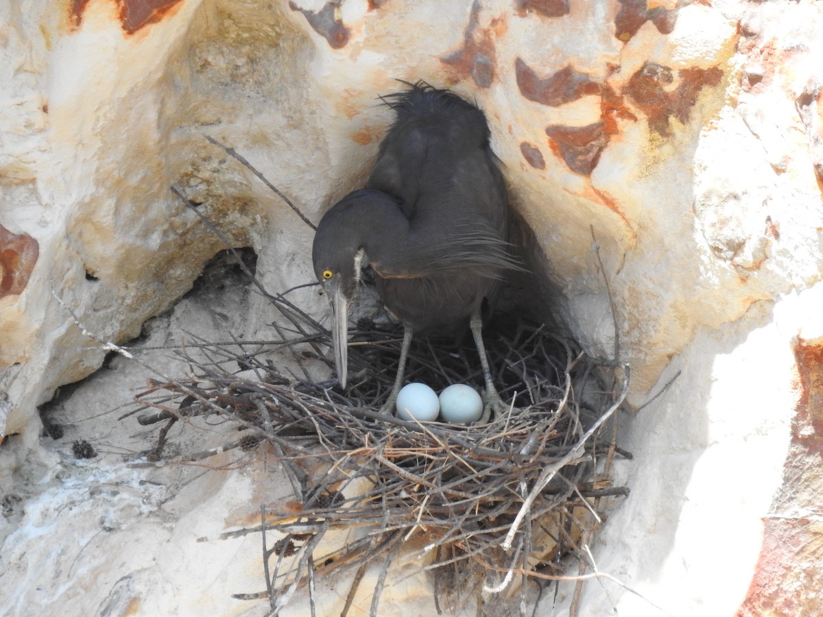 Pacific Reef-Heron - ML184072421