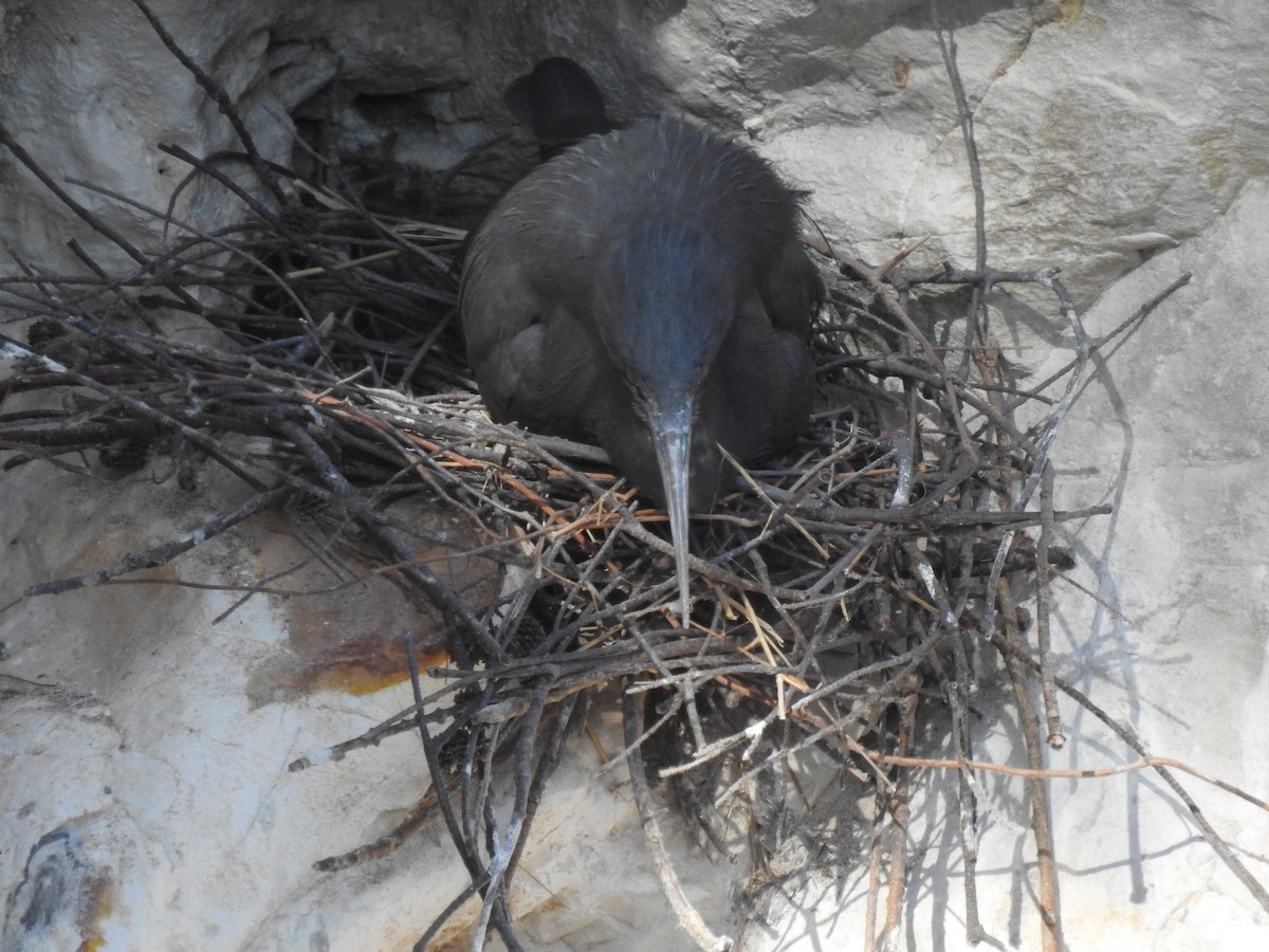 Pacific Reef-Heron - ML184072431