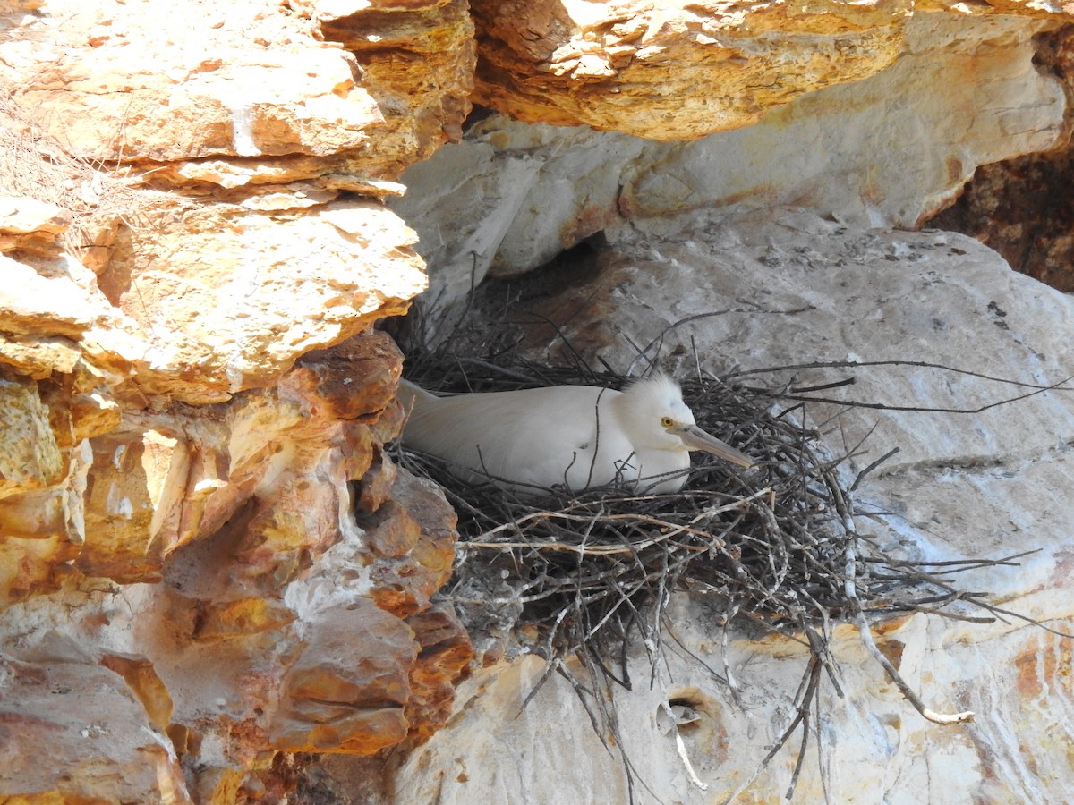 Pacific Reef-Heron - ML184072451