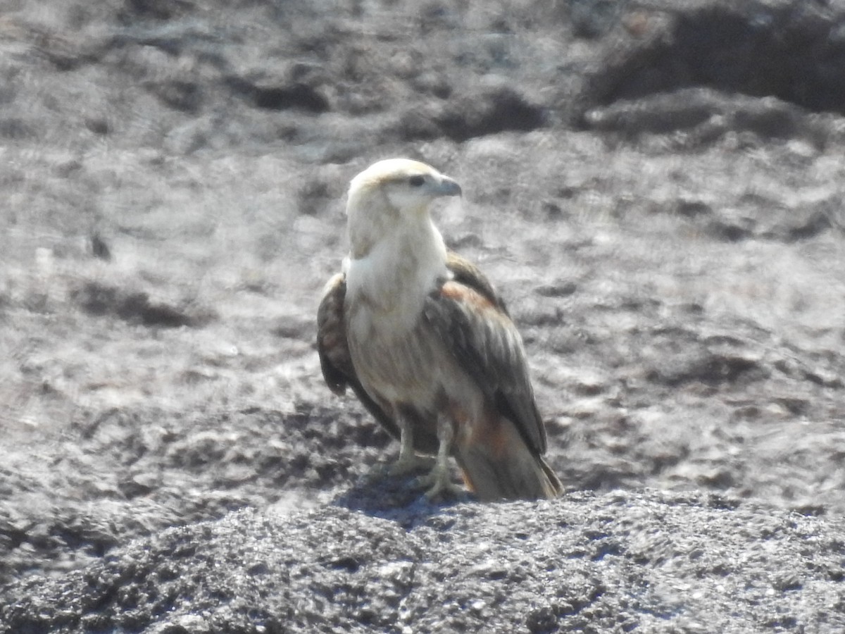 White-bellied Sea-Eagle - ML184072471