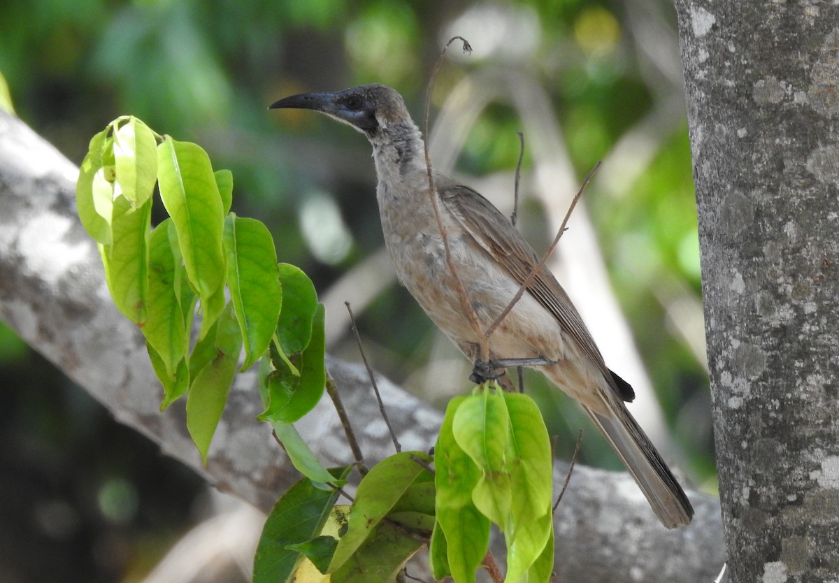 Little Friarbird - ML184072541