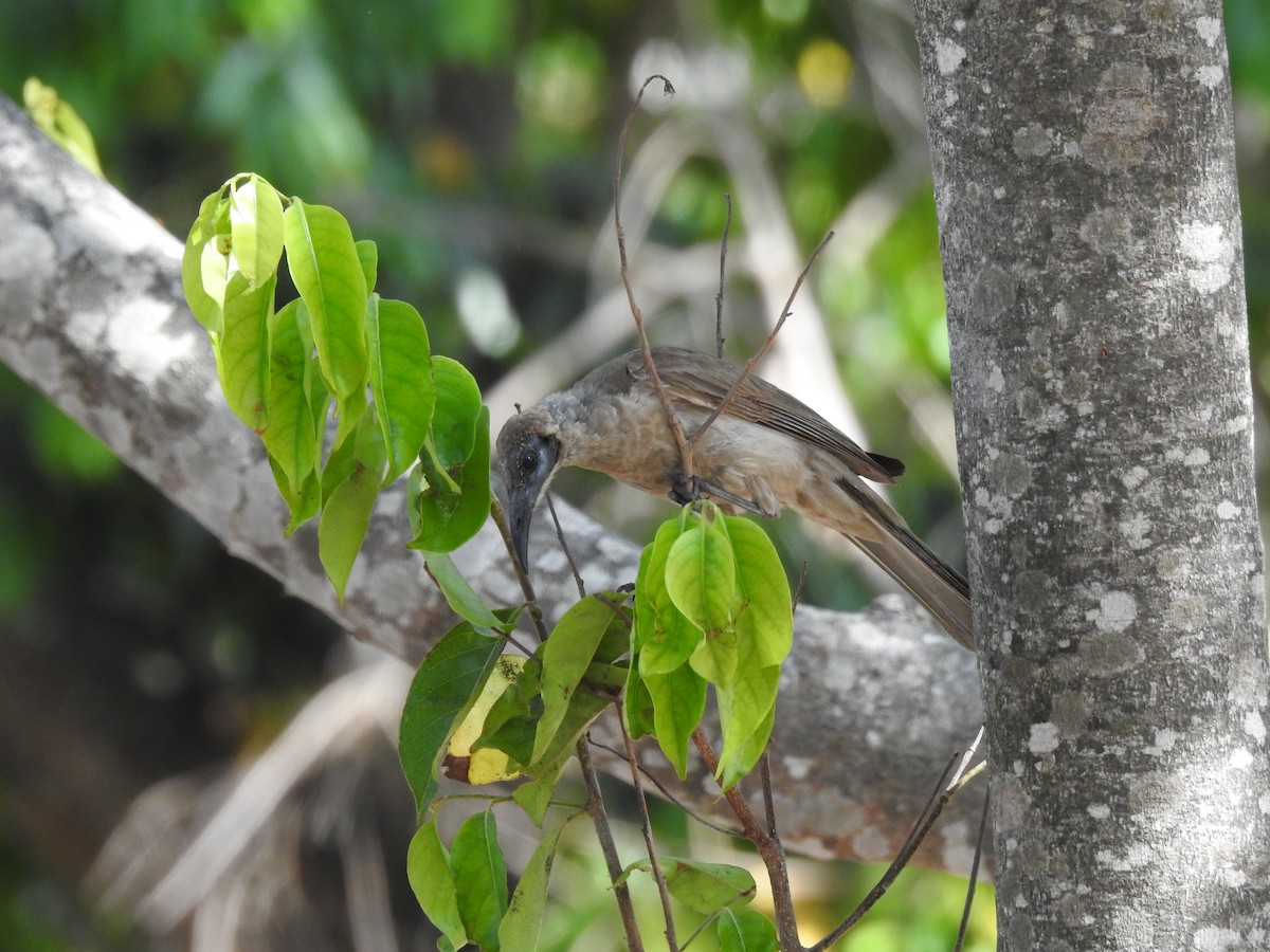 Little Friarbird - ML184072581