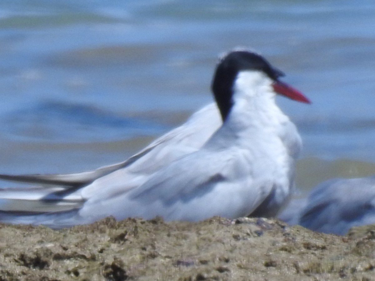 Whiskered Tern - ML184072971