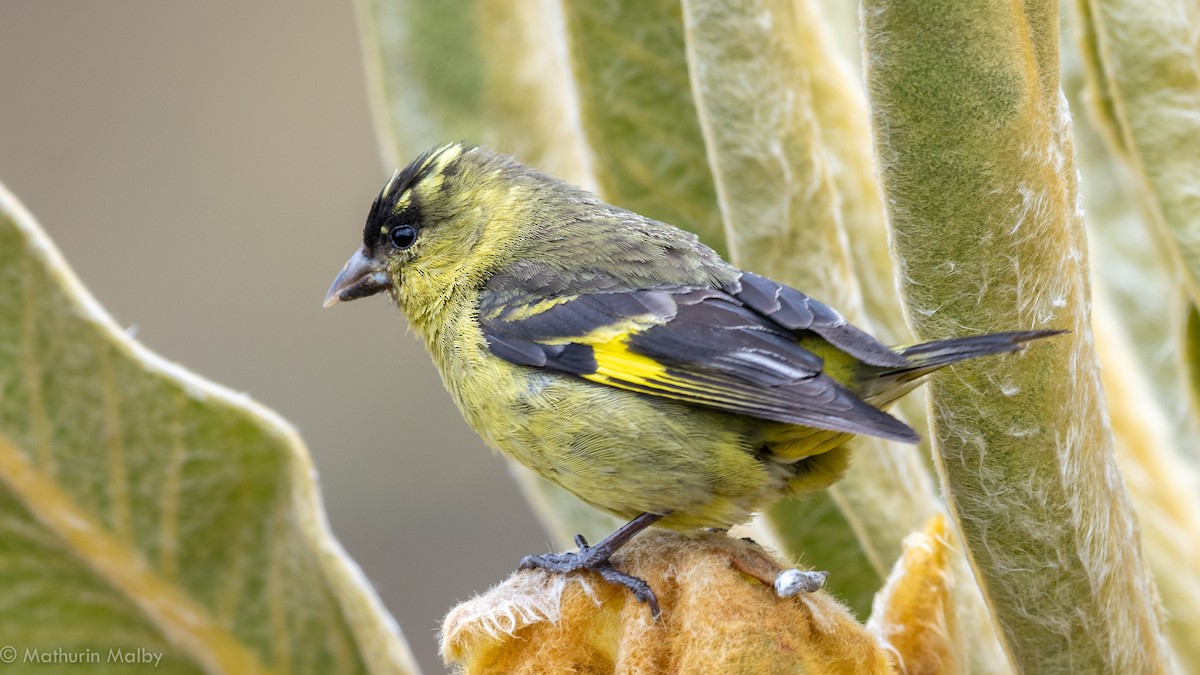 Andean Siskin - ML184074861